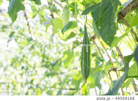 zucchini grow in organic farm glasshouse zucchini grow in organic farm glasshouse 49569168