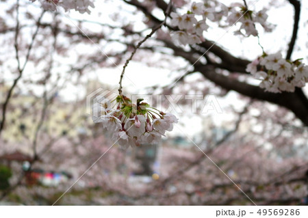 桜 花 木 49569286
