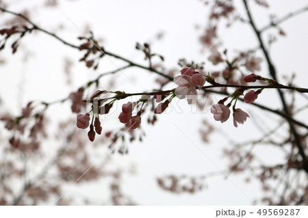桜 花 木 49569287
