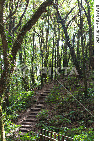 wooden stairs footpath in green forest 49569388