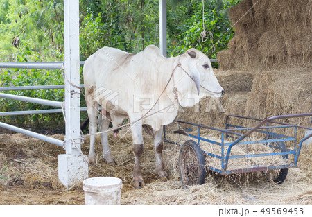 hungry cow in farm hungry cow in farm 49569453