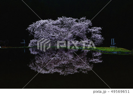 春の映り 49569651