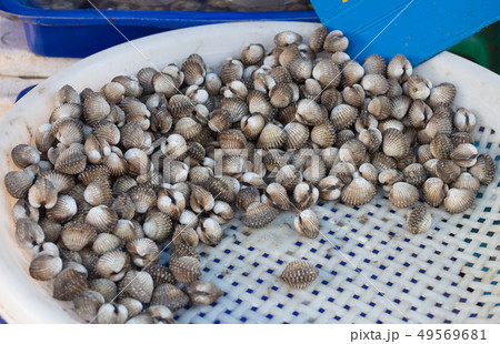 ice cockles fresh in market 49569681