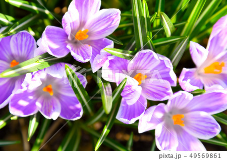 Group of blooming crocuses 49569861