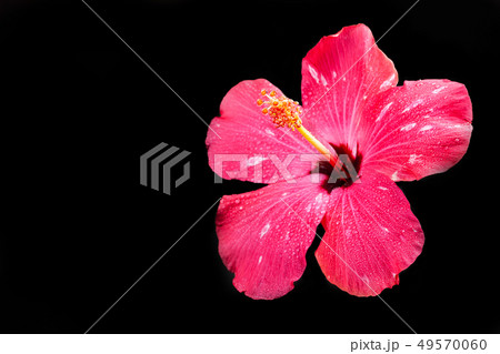 Pink hibiscus flower on black background. Pink hibiscus flower on black background. 49570060