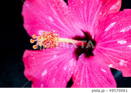 Pink hibiscus flower on black background. Pink hibiscus flower on black background. 49570061