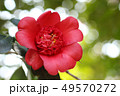 日光椿 49570272