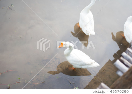 white goose find eating in pond 49570290
