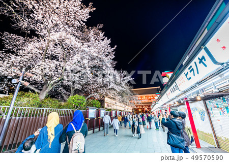 東京　浅草寺　夜桜と宝蔵門 49570590