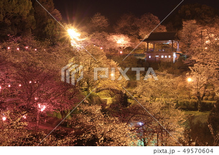 夜桜 夜桜 49570604