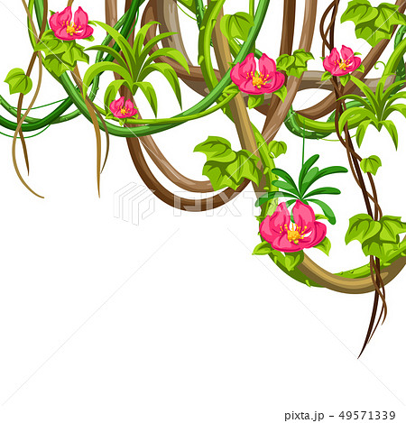 Twisted wild lianas branches background. Jungle vines plants. 49571339