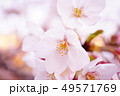 サクラ　ソメイヨシノ 49571769