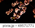 サクラ　ソメイヨシノ 49571771