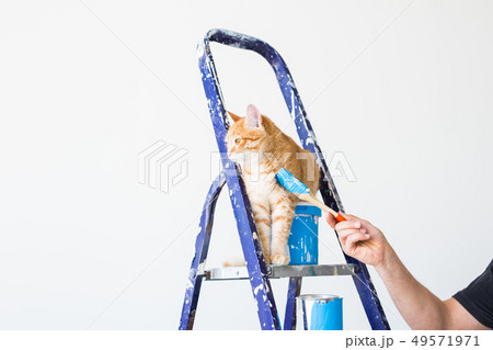 Repair, painting the walls, the cat sits on the stepladder. Funny picture 49571971