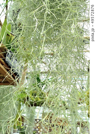 熱帯植物 サルオガセモドキ Spanish moss 49572876