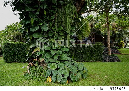 Tree, Front or Back Yard, Woodland, Lawn, Plant Tree, Front or Back Yard, Woodland, Lawn, Plant 49573063