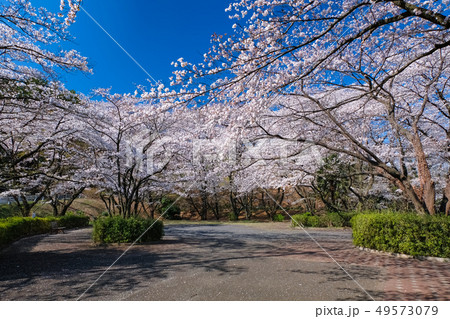 聖蹟桜ヶ丘 いろは坂桜公園 春 49573079