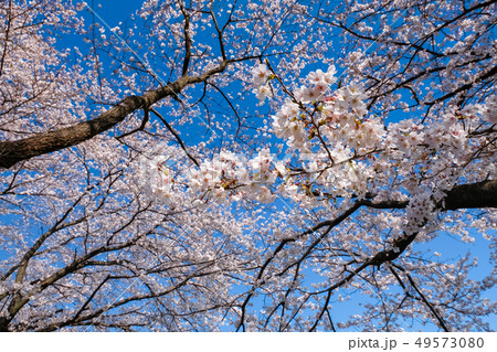桜 花びら ソメイヨシノ 聖蹟桜ヶ丘 いろは坂桜公園 桜 花びら ソメイヨシノ 聖蹟桜ヶ丘 いろは坂桜公園 49573080