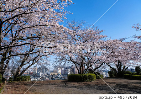 聖蹟桜ヶ丘 いろは坂桜公園 春 聖蹟桜ヶ丘 いろは坂桜公園 春 49573084