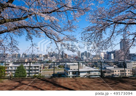 聖蹟桜ヶ丘 いろは坂桜公園と街並み 春 49573094