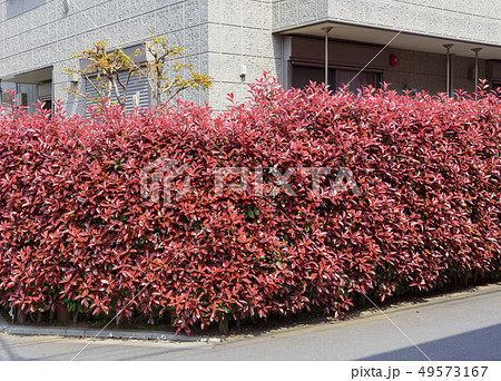 赤い葉が鮮やかなベニカナメモチの生け垣の写真素材