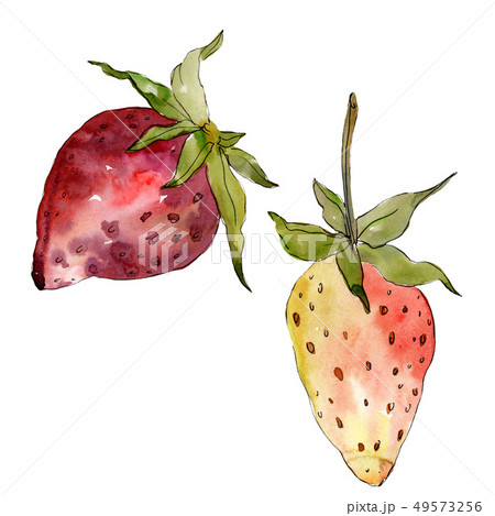 Strawberry healthy food isolated. Watercolor background set. Isolated berry illustration element. Strawberry healthy food isolated. Watercolor background set. Isolated berry illustration element. 49573256
