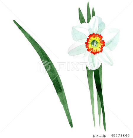 White narcissus floral botanical flower. Watercolor background set. Isolated narcissus illustration 49573346