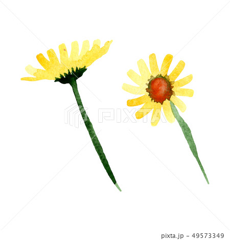 Yellow daisy floral botanical flower. Watercolor background illustration set. Isolated daisybushes Yellow daisy floral botanical flower. Watercolor background illustration set. Isolated daisybushes 49573349