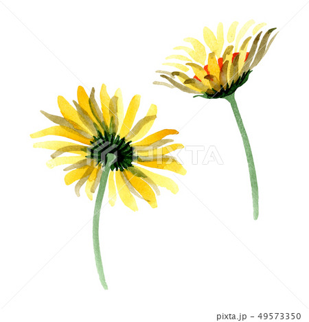 Yellow daisy floral botanical flower. Watercolor background illustration set. Isolated daisybushes Yellow daisy floral botanical flower. Watercolor background illustration set. Isolated daisybushes 49573350