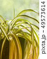 chlorophytum, indoor potted plant, close up  49573614