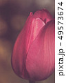 Red flower tulip close-up retro style  49573674