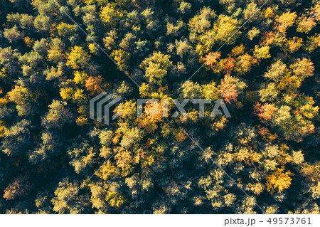 Top down view of a forest in autumn colors 49573761