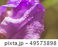 Abstraction purple iris flower after rain pastel  49573898