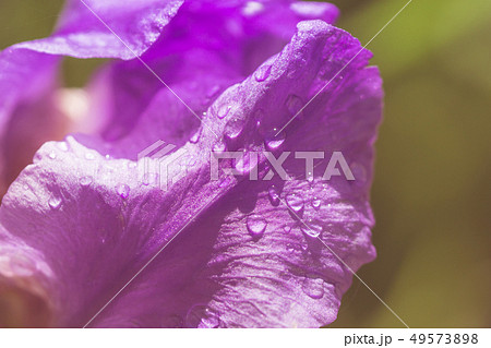 Abstraction purple iris flower after rain pastel Abstraction purple iris flower after rain pastel 49573898