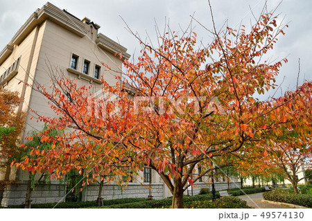紅葉のみなとぴあ（新潟県） 49574130