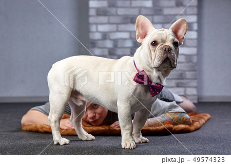 A cute fawn colored French Bulldog Studio shot 49574323