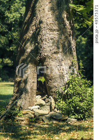 Tree trunk in the park with stones at the foot 49575371