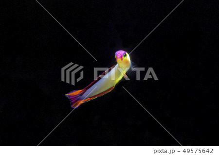 アケボノハゼ 49575642