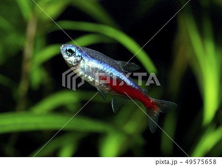 ネオンテトラ 49575658