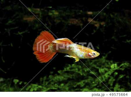グッピー 49575664