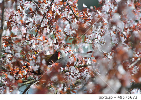 チェコ 4月の花と鳥 ; 桜 - プラハ、チェコ 49575673