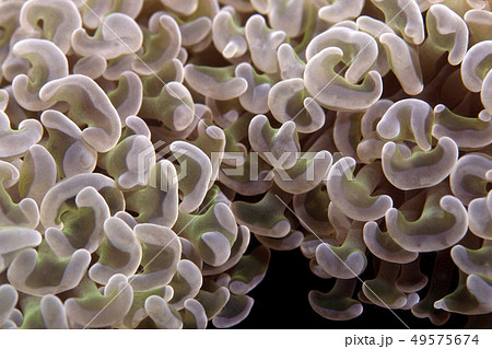 サンゴのポリプのアップ 49575674