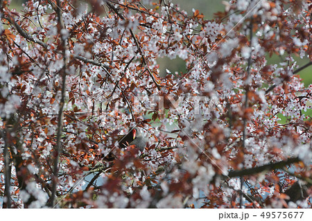 チェコ 4月の花と鳥 ; 桜 - プラハ、チェコ 49575677