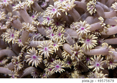 サンゴのポリプのアップ 49575679