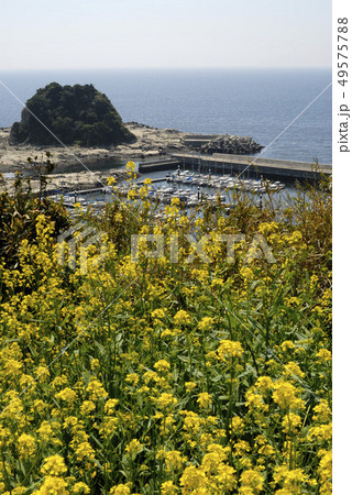 菜の花と春の海 菜の花と春の海 49575788