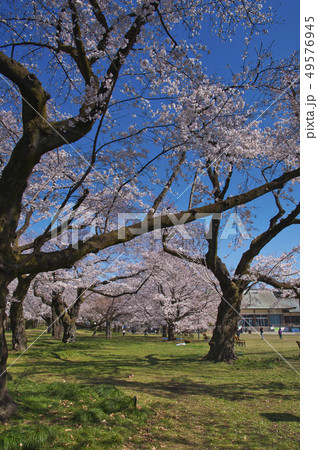 小金井公園の桜 小金井公園の桜 49576945
