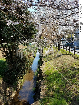 千川上水と桜 東京都練馬区関町南三丁目 の写真素材