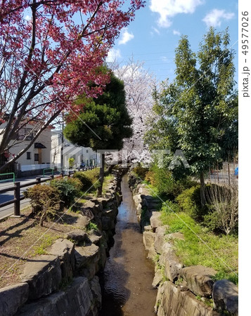 千川上水と桜 (東京都練馬区関町南三丁目) 千川上水と桜 (東京都練馬区関町南三丁目) 49577026