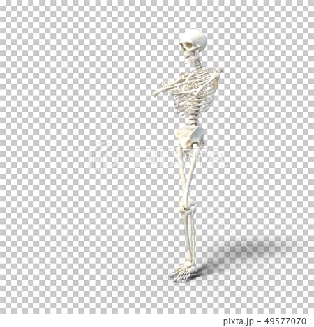 骸骨　骨格　スケルトンperming3DCG イラスト素材 49577070