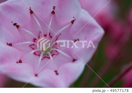 ピンクの五角形の花 カルミア ピンクの五角形の花 カルミア 49577178